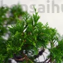 Kép 2/3 - Juniperus chinensis (Kínai boróka) bonsai