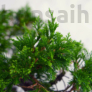 Kép 2/3 - Juniperus chinensis (Kínai boróka) bonsai