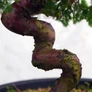 Kép 3/3 - Juniperus chinensis (Kínai boróka) bonsai