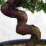 Kép 3/3 - Juniperus chinensis (Kínai boróka) bonsai