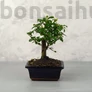 Kép 1/3 - Ligustrum chinesis (Kínai fagyal) bonsai