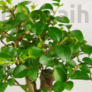 Kép 2/3 - Ligustrum chinesis (Kínai fagyal) bonsai - lomb