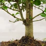 Kép 3/3 - Ligustrum chinesis (Kínai fagyal) bonsai - törzs