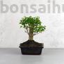 Kép 1/3 - Ligustrum chinesis (Kínai fagyal) bonsai