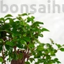 Kép 2/3 - Ligustrum chinesis (Kínai fagyal) bonsai, lomb