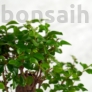 Kép 2/3 - Ligustrum chinesis (Kínai fagyal) bonsai, lomb