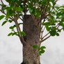 Kép 2/5 - Ligustrum chinesis bonai törzse
