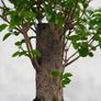 Kép 3/3 - Ligustrum chinesis (Kínai fagyal) bonsai, törzs