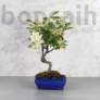 Kép 1/4 - Malus (Díszalma) bonsai - hajlított törzsű