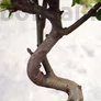 Kép 3/4 - Malus (Díszalma) bonsai