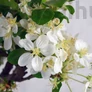 Kép 4/4 - Malus (Díszalma) bonsai virága