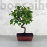 Kép 1/4 - Malus (Díszalma) bonsai - hajlított törzsű