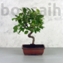 Kép 1/4 - Malus (Díszalma) bonsai - hajlított törzsű