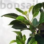 Kép 2/4 - Malus ,Domestica,(Díszalma) bonsai - hajlított törzsű, 20 cm