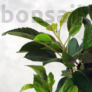 Kép 2/4 - Malus (Díszalma) bonsai