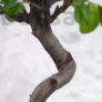 Kép 3/4 - Malus (Díszalma) bonsai