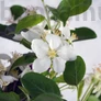 Kép 4/4 - Malus ,Domestica,(Díszalma) bonsai - hajlított törzsű, 20 cm