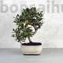 Kép 1/3 - Olea (Olajfa) bonsai
