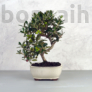 Kép 1/3 - Olea (Olajfa) bonsai