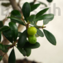 Kép 2/3 - Olea (Olajfa) bonsai - lomb és termés