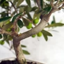 Kép 3/3 - Olea (Olajfa) bonsai - törzs