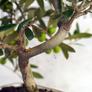 Kép 3/3 - Olea (Olajfa) bonsai - törzs