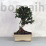Kép 1/3 - Olea (Olajfa) bonsai