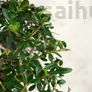 Kép 2/3 - Olea (Olajfa) bonsai lombozata