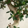 Kép 3/3 - Olea (Olajfa) bonsai törzse