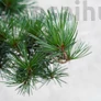 Kép 2/3 - Pinus parviflora (Japán selyemfenyő) bonsai lomb