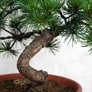 Kép 3/3 - Pinus parviflora (Japán selyemfenyő) bonsai törzs