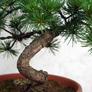 Kép 3/3 - Pinus parviflora (Japán selyemfenyő) bonsai törzs