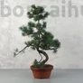 Kép 1/3 - Pinus parviflora (Japán selyemfenyő) bonsai