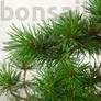 Kép 2/3 - Pinus parviflora (Japán selyemfenyő) bonsai lomb