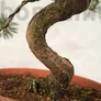 Kép 3/3 - Pinus parviflora (Japán selyemfenyő) bonsai törzs