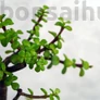 Kép 2/3 - Portulacaria afra (Japán pénzfa) bonsai lombja