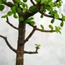 Kép 3/3 - Portulacaria afra (Japán pénzfa) bonsai törzse