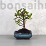 Kép 1/3 - Portulacaria afra (Japán pénzfa) bonsai