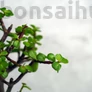 Kép 2/3 - Portulacaria afra (Japán pénzfa) bonsai lombja