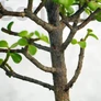 Kép 3/3 - Portulacaria afra (Japán pénzfa) bonsai törzse