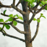 Kép 3/3 - Portulacaria afra (Japán pénzfa) bonsai törzse