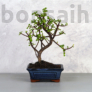 Kép 1/3 - Portulacaria afra (Japán pénzfa) bonsai
