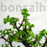 Kép 2/3 - Portulacaria afra (Japán pénzfa) bonsai lombja