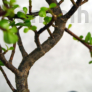Kép 3/3 - Portulacaria afra (Japán pénzfa) bonsai törzse
