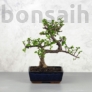 Kép 1/3 - Portulacaria afra (Japán pénzfa) bonsai