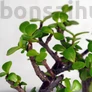 Kép 2/3 - Portulacaria afra (Japán pénzfa) bonsai lombja