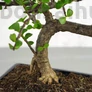 Kép 3/3 - Portulacaria afra (Japán pénzfa) bonsai törzse