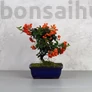 Kép 1/6 - Pyracantha (Tűzövis) bonsai - hajlított törzsű