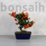 Kép 1/6 - Pyracantha (Tűzövis) bonsai - hajlított törzsű