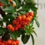 Kép 3/5 - Pyracantha (Tűzövis) bonsai, termés